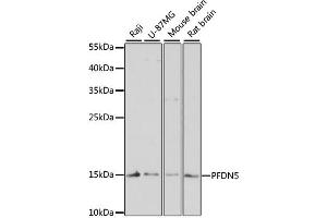Western blot analysis of extracts of various cell lines, using PFDN5 antibody. (PFDN5 抗体)