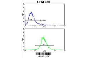 Flow cytometric analysis of CEM cells using CD36 Antibody (bottom histogram) compared to a negative control cell (top histogram). (CD36 抗体  (AA 213-242))