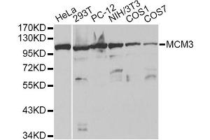 Western blot analysis of extracts of various cell lines, using MCM3 antibody. (MCM3 抗体)