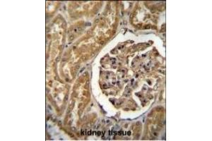 MOGT1 Antibody (C-term) (ABIN655264 and ABIN2844857) immunohistochemistry analysis in formalin fixed and paraffin embedded human kidney tissue followed by peroxidase conjugation of the secondary antibody and DAB staining. (MOGAT1 抗体  (C-Term))