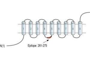 Representative domain view of the target of ABIN7885494.