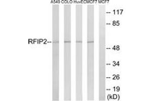 Western blot analysis of extracts from MCF-7/HuvEc/A549/COLO cells, using RAB11FIP2 Antibody.