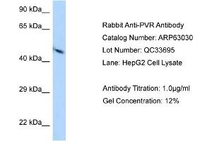 Western Blotting (WB) image for anti-Poliovirus Receptor (PVR) (N-Term) antibody (ABIN2789343) (Poliovirus Receptor 抗体  (N-Term))