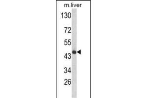 Western blot analysis of HPD Antibody (N-term) (ABIN652531 and ABIN2842358) in mouse liver tissue lysates (35 μg/lane). (HPD 抗体  (N-Term))