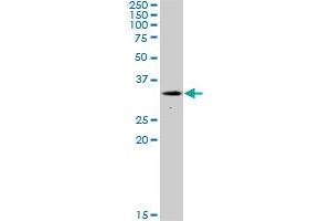 NEK7 MaxPab polyclonal antibody. (NEK7 抗体  (AA 1-302))