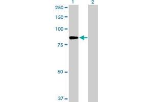 Western Blot analysis of PFKM expression in transfected 293T cell line by PFKM MaxPab polyclonal antibody. (PFKM 抗体  (AA 1-780))