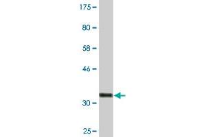 Western Blot detection against Immunogen (33. (SGK2 抗体  (AA 293-367))