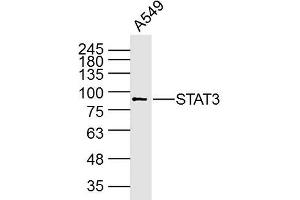Western Blotting (WB) image for anti-Signal Transducer and Activator of Transcription 3 (Acute-Phase Response Factor) (STAT3) antibody (ABIN5011077)