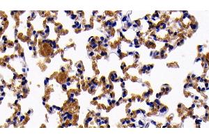 Immunohistochemistry (IHC) image for anti-Glycophorin A (GYPA) (AA 1-108) antibody (ABIN7441901)