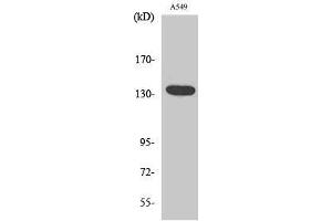 Western Blotting (WB) image for anti-G Protein-Coupled Receptor 126 (GPR126) (C-Term) antibody (ABIN3184358) (G Protein-Coupled Receptor 126 抗体  (C-Term))
