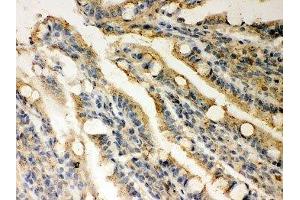IHC-P: Rad51 antibody testing of rat intestine tissue (RAD51 抗体  (AA 1-258))