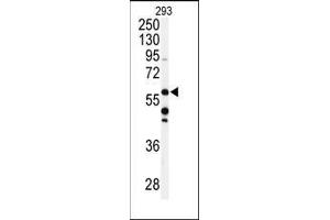 Western blot analysis of anti-CABC1 Antibody (C-term) in 293 cell line lysates (35ug/lane). (COQ8A 抗体  (C-Term))