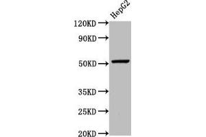 Western Blot Positive WB detected in: HepG2 whole cell lysate All lanes: WLS antibody at 5. (GPR177/WLS 抗体  (AA 123-232))