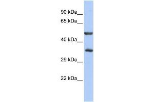 Western Blotting (WB) image for anti-Zinc Finger Protein 414 (ZNF414) antibody (ABIN2458432) (ZNF414 抗体)