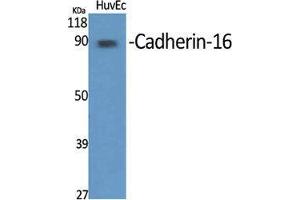 Western Blot (WB) analysis of specific cells using Cadherin-16 Polyclonal Antibody. (Cadherin-16 抗体  (C-Term))