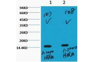 Western Blotting (WB) image for anti-Histone 3 (H3) (H3K36me3) antibody (ABIN3178641) (Histone 3 抗体  (H3K36me3))