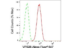 Flow cytometric analysis of VPS28 expression in C2C12 cells using VPS28 antibody (ABIN7800926), 1:2,000). (Recombinant VPS28 抗体)