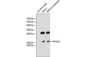 Immunoprecipitation analysis of 200 μg extracts of HeLa cells using 3 μg RPS24 antibody ( ABIN6133032, ABIN6147213, ABIN6147214 and ABIN6215701). (RPS24 抗体  (AA 1-130))