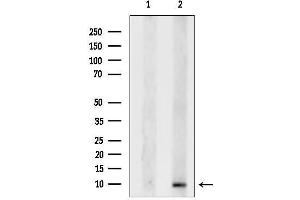 anti-G Protein gamma 4 (GNG4) (N-Term) antibody