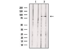 Western blot analysis of extracts from 293, using MX2 Antibody. (MX2 抗体  (Internal Region))