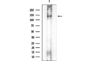 Western blot analysis of lysates from Rat testis, using EHBP1 Mouse Monoclonal Antibody at 1/1000 dilution.