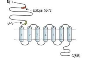 Representative domain view of the target of ABIN7884926.