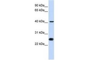 Image no. 1 for anti-Cell Division Cycle 25 Homolog C (S. Pombe) (CDC25C) (N-Term) antibody (ABIN6741488) (CDC25C 抗体  (N-Term))