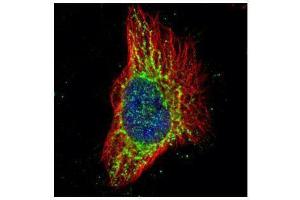 ICC/IF Image Confocal immunofluorescence analysis (Olympus FV10i) of methanol-fixed HeLa, using RPS3, antibody (Green) at 1:500 dilution. (RPS3 抗体)