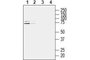 Western blot analysis of human Jurkat T-cell leukemia cell line (lanes 1 and 3) and human MCF-7 breast adenocarcinoma cell line (lanes 2 and 4) lysates: - 1,2. (HOMER3 抗体  (Intracellular))