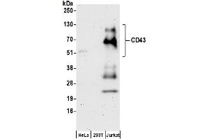 Western Blotting (WB) image for anti-Sialophorin (SPN) (AA 350-400) antibody (ABIN7455030)