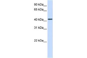 WB Suggested Anti-PTPRR Antibody Titration:  0. (PTPRR 抗体  (N-Term))