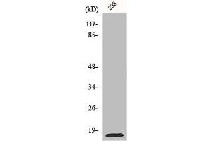 Western Blot analysis of COLO205 cells using MRP-L14 Polyclonal Antibody (MRPL14 抗体  (C-Term))