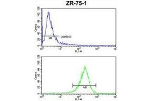 ATXN3 Antibody (Center) FC analysis of ZR-75-1 cells (bottom histogram) compared to a negative control cell (top histogram). (Ataxin 3 抗体  (Middle Region))