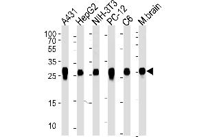 Western blot analysis of lysates from A431, HepG2, mouse NIH/3T3, rat PC-12 and C6 cell line, mouse brain tissue (from left to right), using YWHAZ Antibody (ABIN1882058 and ABIN2838497). (14-3-3 zeta 抗体)