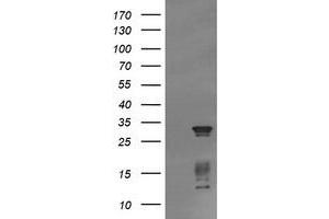 Image no. 2 for anti-Tripartite Motif Containing 38 (TRIM38) (AA 1-265) antibody (ABIN1490682) (TRIM38 抗体  (AA 1-265))