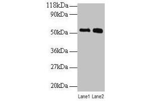 Western blot All lanes: BMP3 antibody at 2 μg/mL Lane 1: SW1990 whole cell lysate Lane 2: 293T whole cell lysate Secondary Goat polyclonal to rabbit IgG at 1/10000 dilution Predicted band size: 54 kDa Observed band size: 54 kDa (BMP3 抗体  (AA 362-472))
