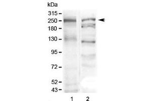 Western blot testing of 1) mouse stomach and 2) human SGC-7901 lysate with MUC6 antibody at 0. (MUC6 抗体  (AA 52-230))