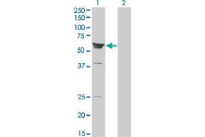 Western Blot analysis of ARHGEF5 expression in transfected 293T cell line by ARHGEF5 monoclonal antibody (M01), clone 3A12-B5. (ARHGEF5 抗体  (AA 1-519))