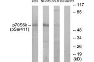Western Blotting (WB) image for anti-Ribosomal Protein S6 Kinase, 70kDa, Polypeptide 1 (RPS6KB1) (pSer411) antibody (ABIN2888505) (RPS6KB1 抗体  (pSer411))