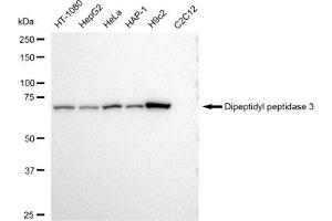 Western blotting analysis using Dipeptidyl peptidase 3 antibody (ABIN7798344). (Recombinant DPP3 抗体)