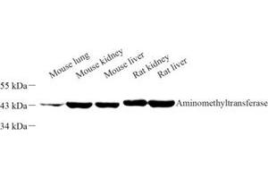 Western blot analysis of Aminomethyltransferase (ABIN7073036) at dilution of 1: 500 (Aminomethyltransferase 抗体)