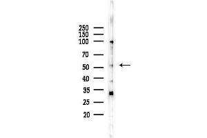 anti-serine/threonine Kinase 4 (STK4) (C-Term) antibody