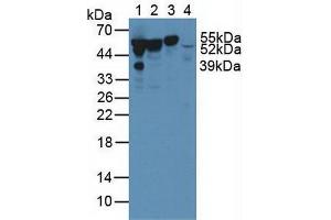 Figure. (Vitamin D-Binding Protein 抗体  (AA 209-401))