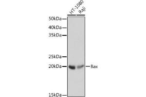Western blot analysis of extracts of various cell lines, using Bax antibody (ABIN7265855) at 1:1000 dilution. (BAX 抗体)