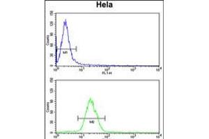 Flow cytometry analysis of Hela cells (bottom histogram) compared to a negative control cell (top histogram). (INSIG1 抗体  (N-Term))