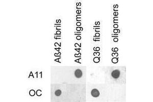 Dot blot analysis of Aβ42 and polyQ36 prefibrillar oligomers and fibrils. (Amyloid Oligomers 抗体)
