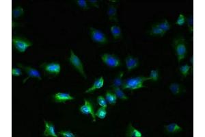 Immunofluorescent analysis of U251 cells using ABIN7160749 at dilution of 1:100 and Alexa Fluor 488-congugated AffiniPure Goat Anti-Rabbit IgG(H+L) (GPR18 抗体  (AA 290-331))