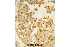 Formalin-fixed and paraffin-embedded human testis tissue reacted with WDR37 Antibody (C-term), which was peroxidase-conjugated to the secondary antibody, followed by DAB staining. (WDR37 抗体  (C-Term))