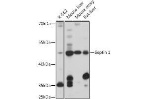 Western blot analysis of extracts of various cell lines, using Septin 1 antibody (ABIN7270202) at 1:1000 dilution. (Septin 1 抗体  (AA 270-370))