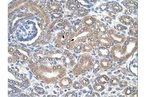 Image no. 1 for anti-Solute Carrier Family 12 (Sodium/potassium/chloride Transporters), Member 1 (SLC12A1) (AA 351-400) antibody (ABIN6736611)